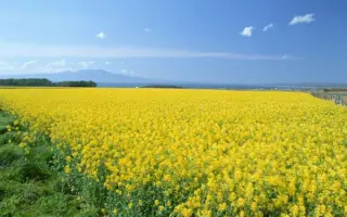 Kolanta / Коланта