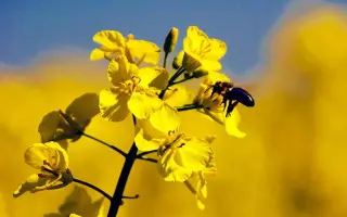 Korrel / Коррел