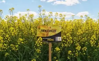 Lexion / Лексіон