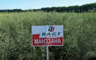 MANZZANA / МАНЗЗАНА