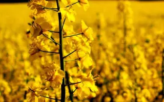 NК Pеtrоl / НК Петрол