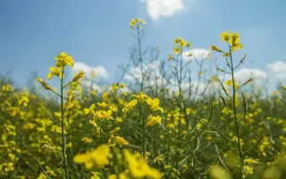 Oriolus / Оріолус