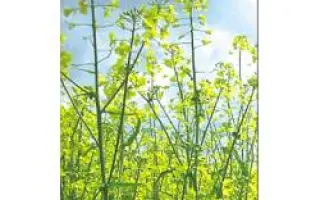 PR45D01 / ПР45Д01