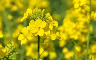 Recordie / Рекорді