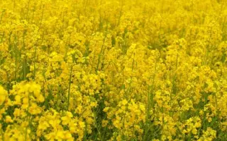 RGT GAZZETTA / РЖТ ЖАЗЗЕТТА