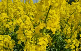 RGT QUIZZ / РЖТ КВІЗЗ