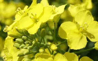 Сенатор Люкс