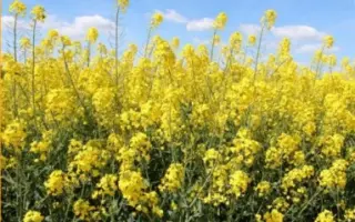 Sirtaki CS / Сіртакі КС