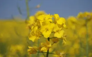 Снігова королева