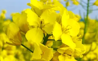 Griffin / Грифін