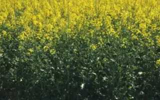 Caramino CL / Караміно КЛ