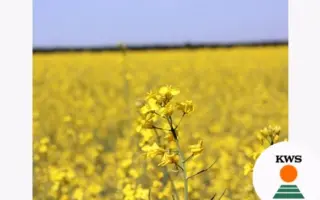 Клитынный 8 / Клітинний 8