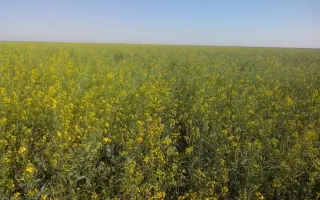 Osorno / Озорно