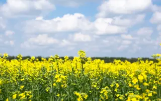 RGS 003/Sary/ / РГС 003/Сари/