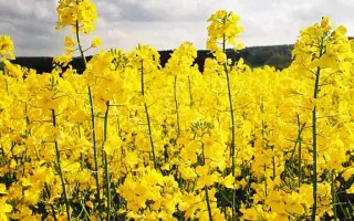 Salsa CL / Сальса КЛ