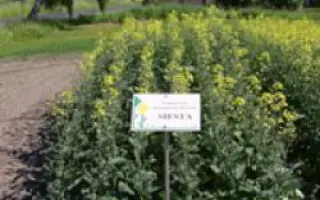 Siecta F1 / Сієста F1