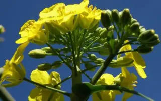 SMILLA / СМІЛЛА