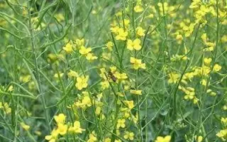 Сріблястий 1