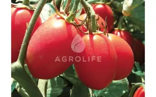 6 punto 7 F1 / 6 пунто 7 F1