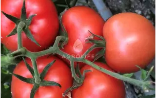 Alasia / Алазія