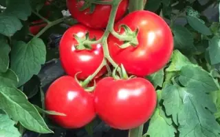 Alamina / Аламіна