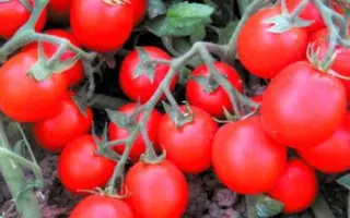 Albarossа / Албаросса