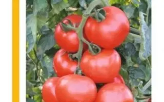 ALBRICE / АЛБРІС