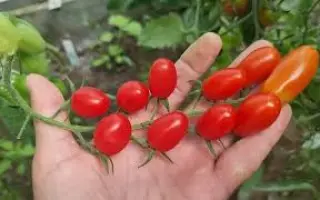 ANGELLE / АНГЕЛЛЕ