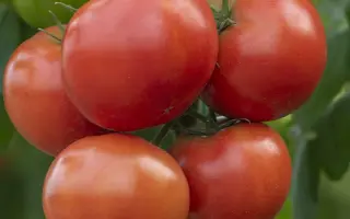 Annenfeld / Анненфельд