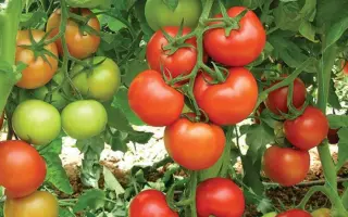 Antalya F1 / Анталія F1