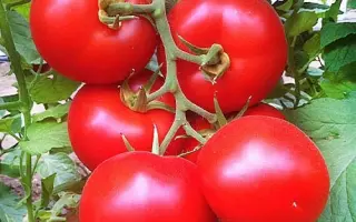 ANTELAISI / АНТЕЛАІСІ