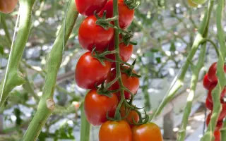 Ardiles / Арділес