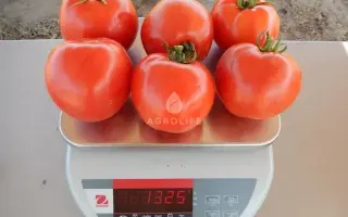 Arnold F1 / Арнольд F1