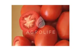 Arte F1 / Арте F1