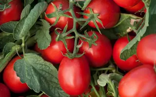 Asterix F1 / Астерікс F1