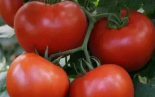 Bagira F1 / Багіра F1