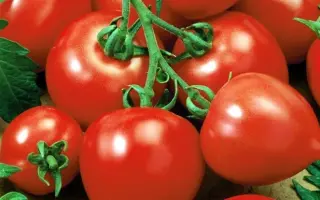 Bazylevs / Базилевс