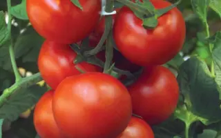 Barbados F1 / Барбадос F1