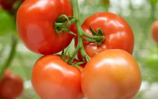 Barteza / Бартеза