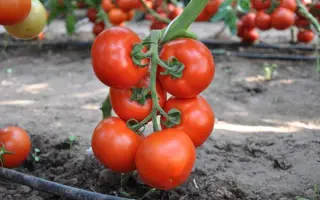 Bellavasa F1 / Беллавіза F1