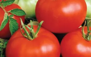 Bobcat F1 / Бобкат F1