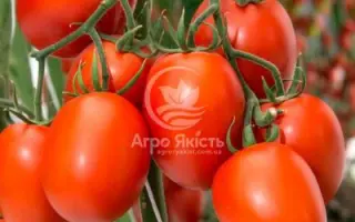 BACALAR / БАКАЛАР