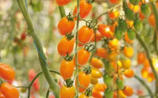 BAMANO / БАМАНО