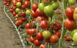 BARIBINE / БАРІБІН