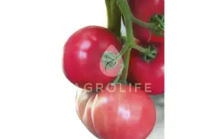 Batler KS / Батлер КС