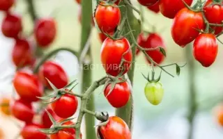 BELIDO / БЕЛІДО