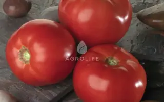 Bella Rosa / Белла Роса