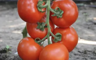 Bellariva / Белларіва