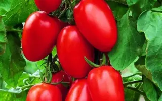 Benito F1 / Беніто F1