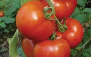 Berberana / Берберана